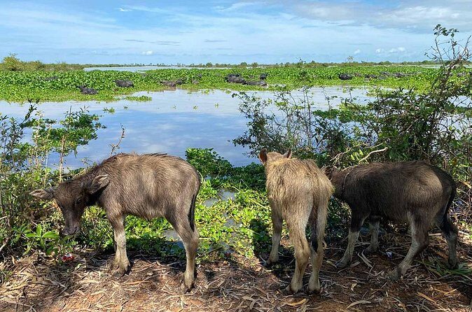 Tonle Sap Lake Unique Kayaking at Kompong Pluk Floating community - FAQ