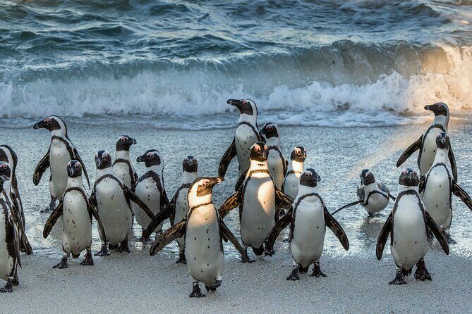 Top 10 Super Tour: Table Mountain, Penguins & Cape of Good Hope Small Group Trip - FAQ: Practical Questions Answered