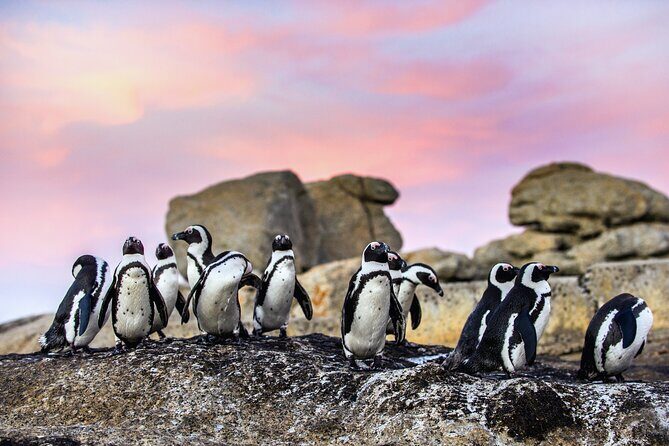 Top 10 Super Tour: Table Mountain, Penguins & Cape of Good Hope Small Group Trip - Final Thoughts