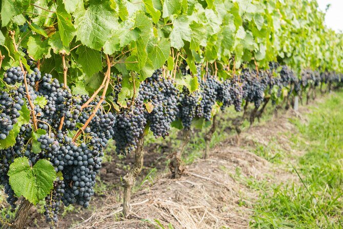 Top 3 Cape Town Wineries Half Day Private Tour - FAQ