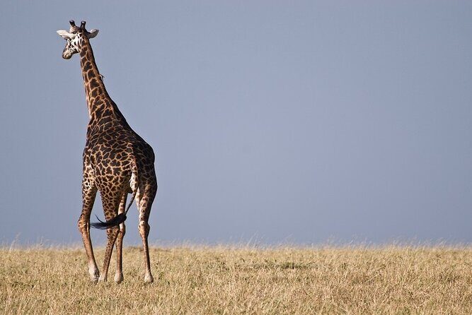 Top Best 5 Days Tanzania Luxury Safari to Serengeti - Exploring the Itinerary in Detail