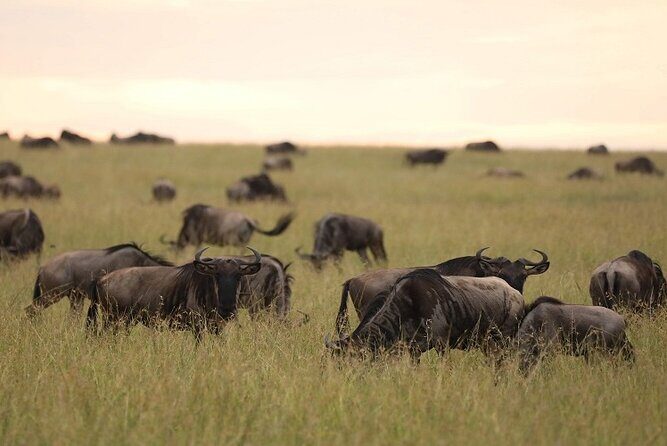 Top Best 5 Days Tanzania Luxury Safari to Serengeti - FAQ