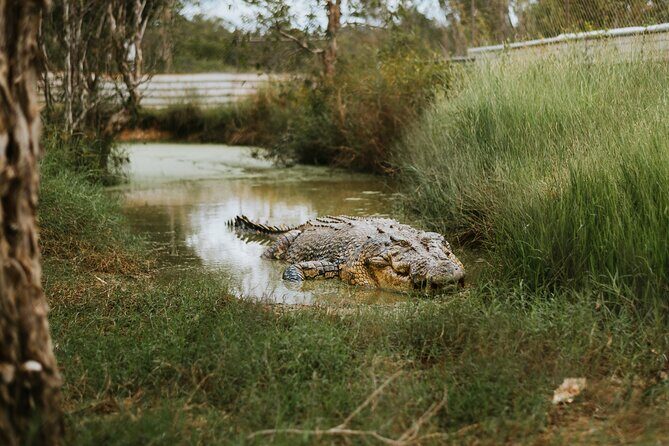 Top End Safari Camp Day Tour - Final Thoughts: Is This Experience Worth It?