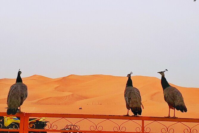 Top premium Desert safari with BBQ DINNER - Analyzing the Itinerary