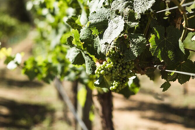 Top Rated Afternoon Wine & Beer Tour & Platters Included - FAQ