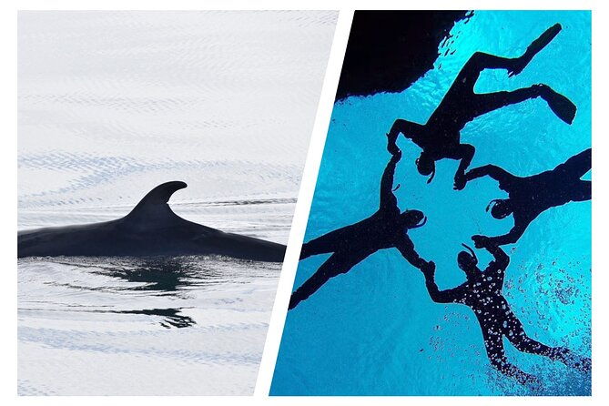 top-rated-snorkeling-in-silfra-whale-watching-self-drive-from-reykjavik