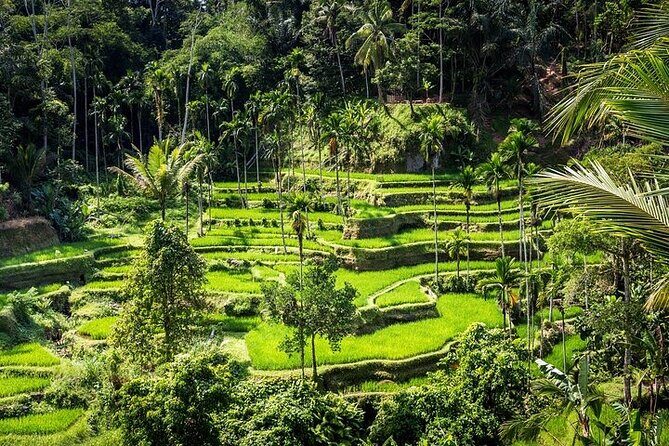 Top Ubud Attractions: Private Full-Day Guided Tour - Key Points