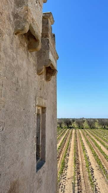 TORLEANZI: wine tour and tasting at winery in Torre San Gennaro - FAQ