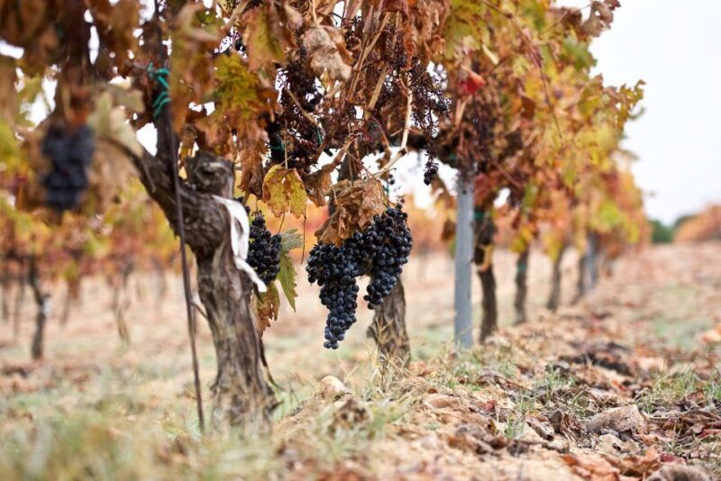 toro-piedra-winery-tour-and-tastings