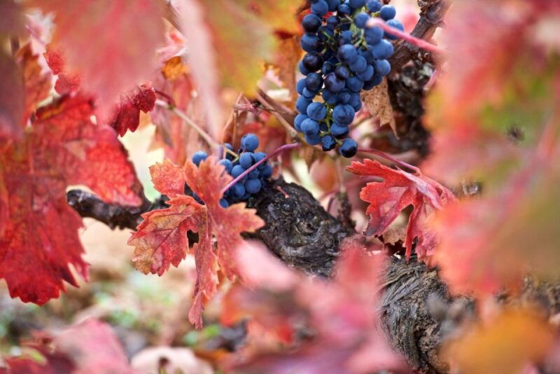 toro-piedra-winery-tour-and-tastings