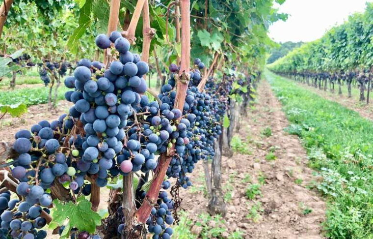 toronto-niagara-on-the-lake-wine-country-chocolate-tour