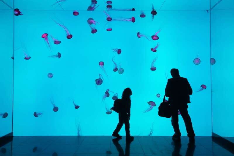 toronto-ripleys-aquarium-of-canada-entry-ticket