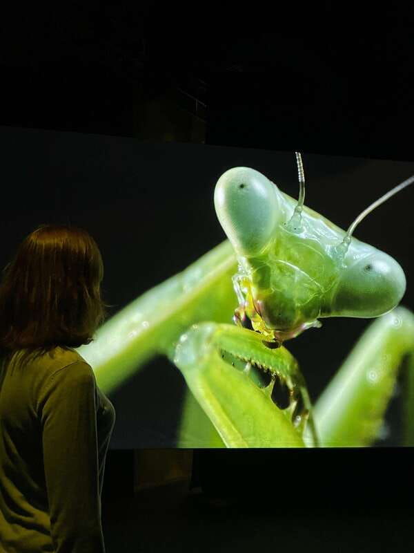 toronto-royal-ontario-museum-special-exhibits-voucher