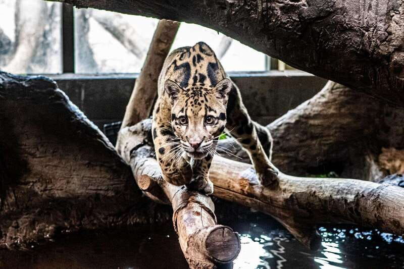 toronto-toronto-zoo-entry-ticket