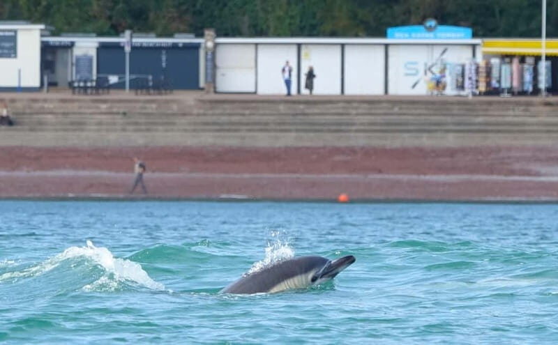Torquay: Wildlife, Bushcraft and Sea Cave Kayak Safari - The Value of the Experience