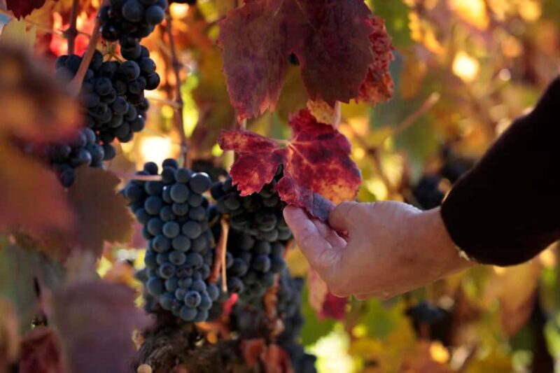 Torre de Moncorvo: Douro Valley Wine Farm & Rural Workshops - Introduction