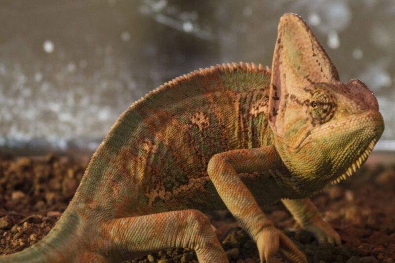 torremolinos-crocodile-park-entrance-ticket