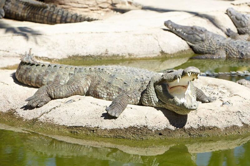torremolinos-crocodile-park-entrance-ticket
