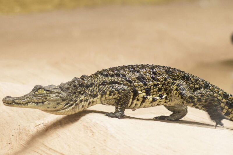 torremolinos-crocodile-park-entrance-ticket