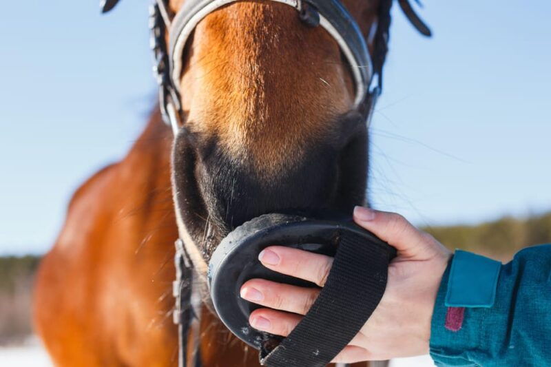 torremolinos-guided-tour-to-stables-of-el-ranchito