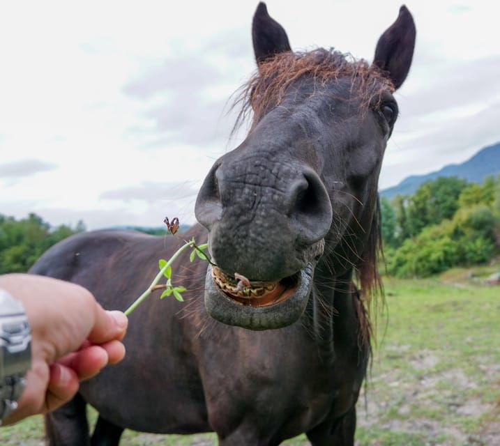 torremolinos-guided-tour-to-stables-of-el-ranchito