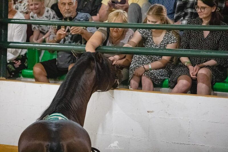 torremolinos-spanish-horse-show-and-flamenco-option-with-dinner