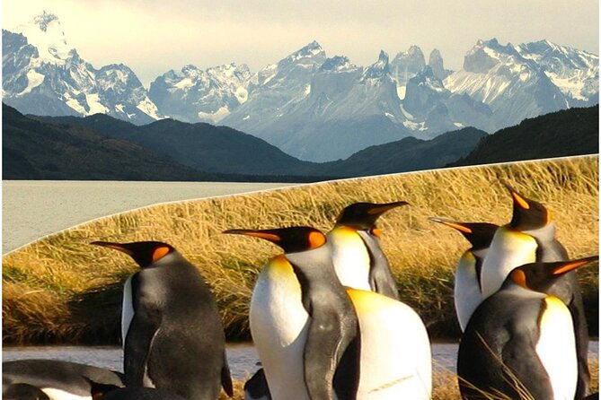 torres-del-paine-tierra-del-fuego-king-penguis