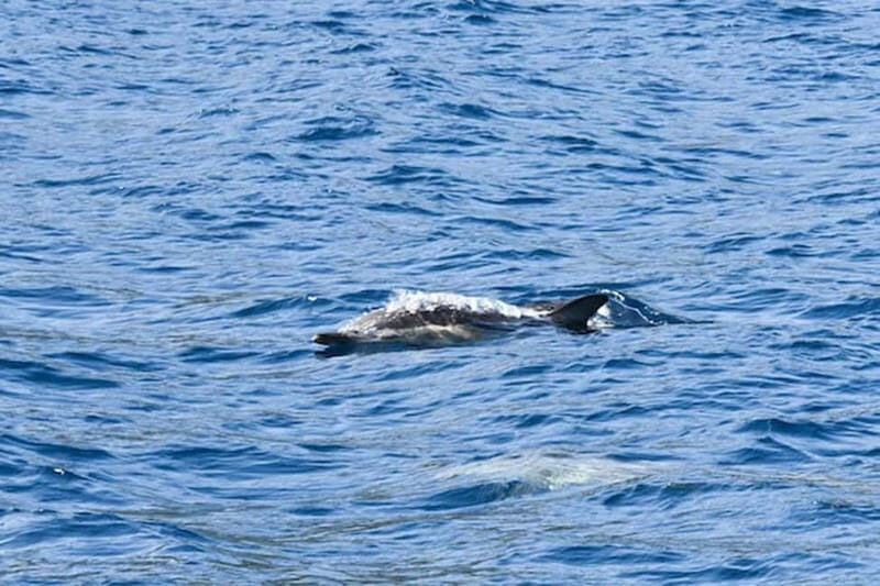Torrevieja: Experience tour with the Apaleo catamaran - Who Will Love This Experience