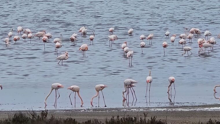 torrevieja-natural-parks-e-bike-tour
