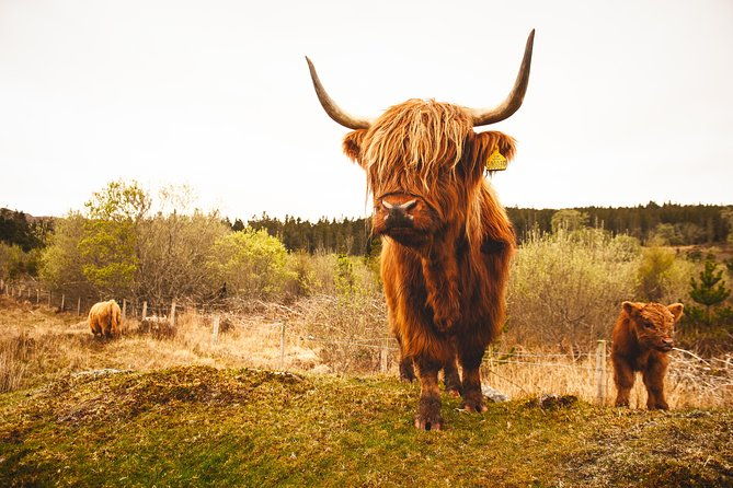 torridon-applecross-and-eilean-donan-castle-small-group-day-tour-from-inverness