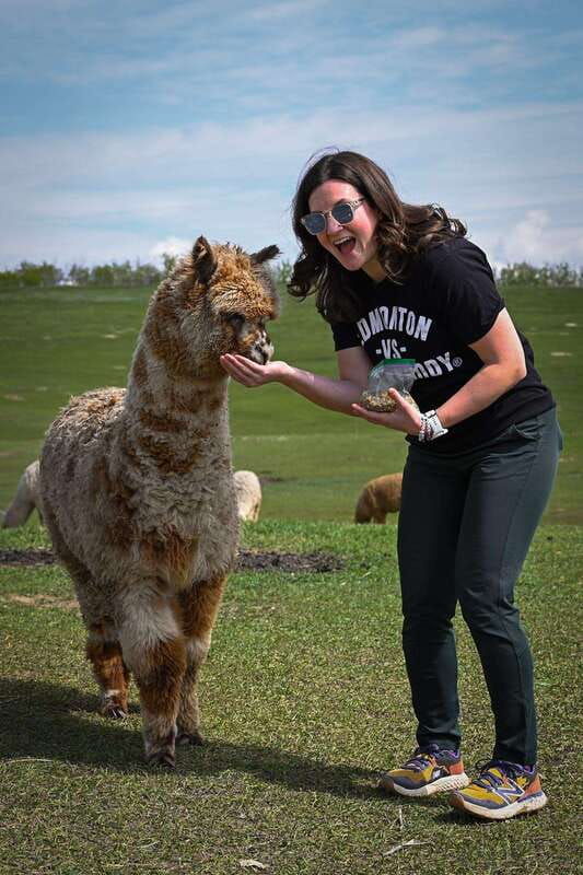 torrington-visit-kirks-alpaca-farm