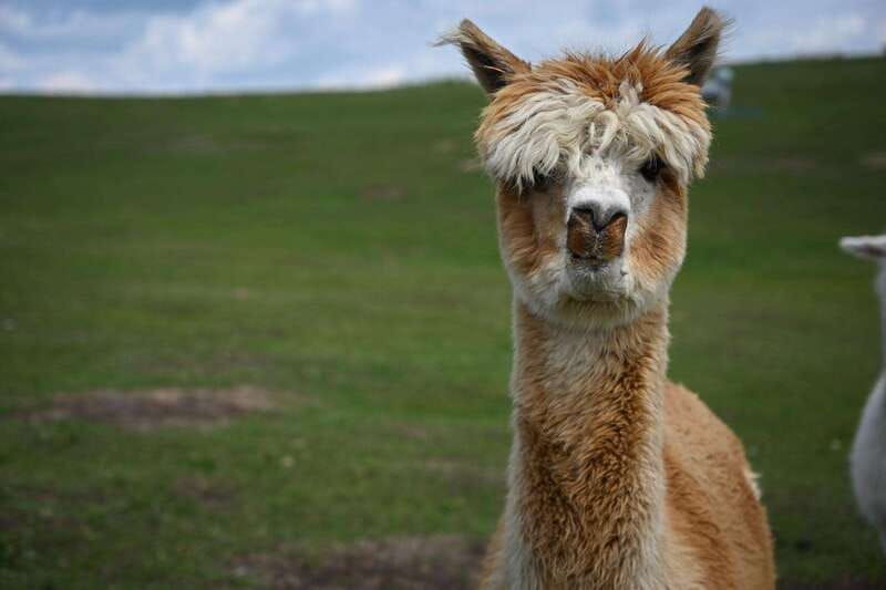 torrington-visit-kirks-alpaca-farm