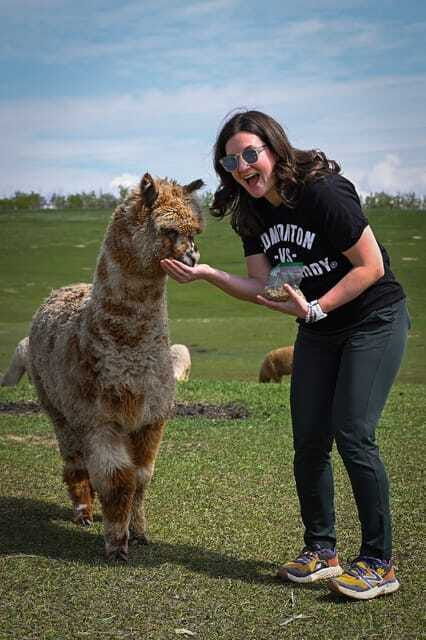 torrington-visit-kirks-alpaca-farm