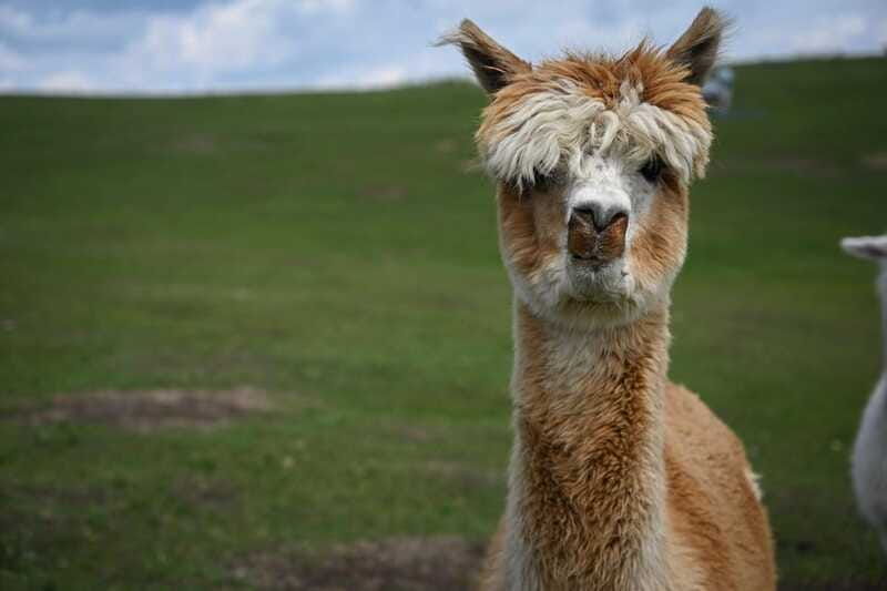 torrington-visit-kirks-alpaca-farm