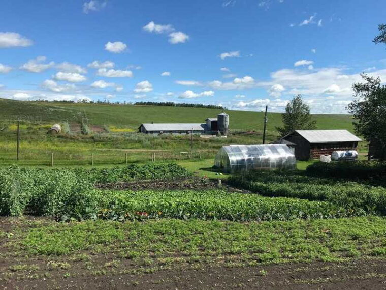 torrington-visit-kirks-alpaca-farm