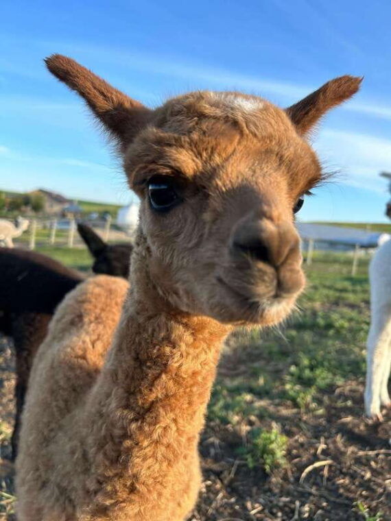 torrington-visit-kirks-alpaca-farm