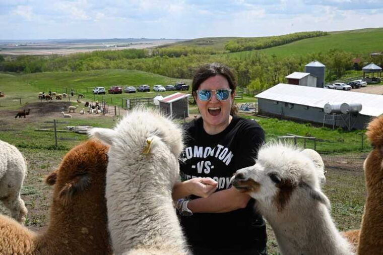 torrington-visit-kirks-alpaca-farm
