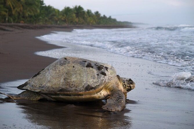 tortuguero-national-park-admission-ticket
