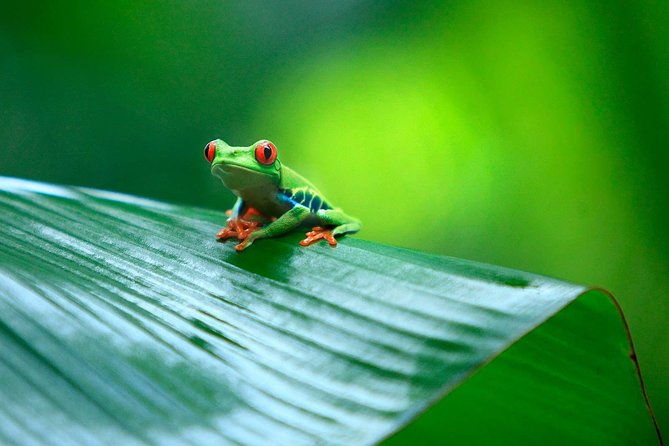 tortuguero-national-park-and-canals-day-trip-from-san-jose
