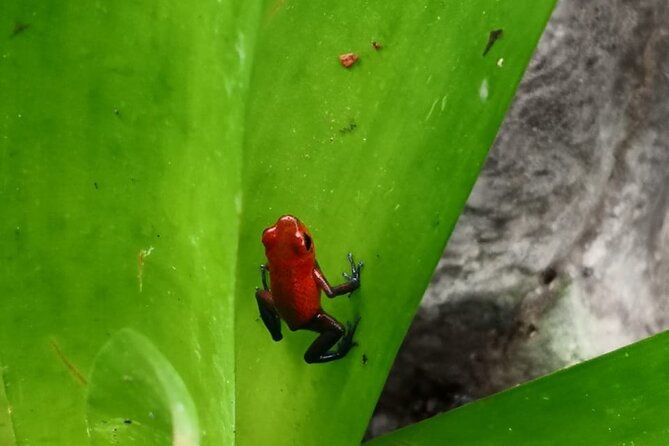 tortuguero-national-park-day-trip-from-san-jose