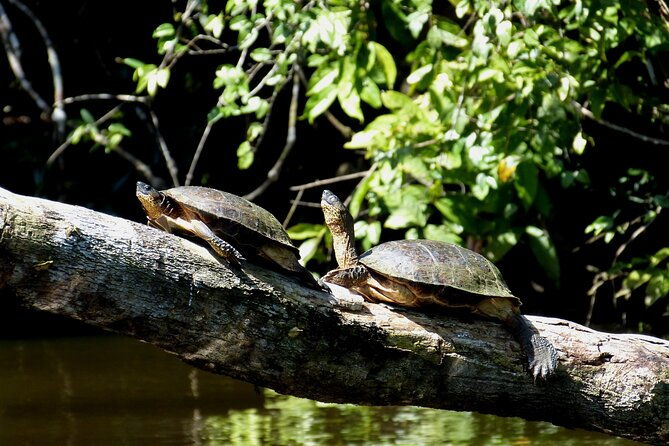 tortuguerocanoe-tour-day-hike-hill-tour-night-or-spawning-tour