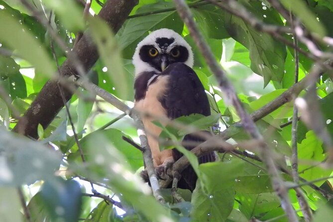 tortuguerocanoe-tour-day-hike-hill-tour-night-or-spawning-tour