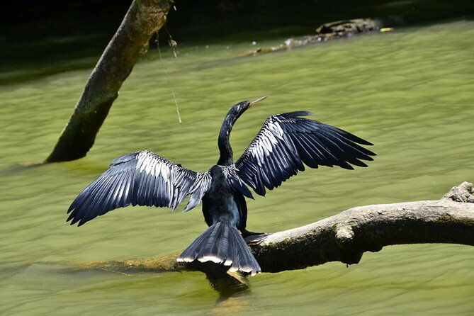tortuguerocanoe-tour-day-hike-hill-tour-night-or-spawning-tour