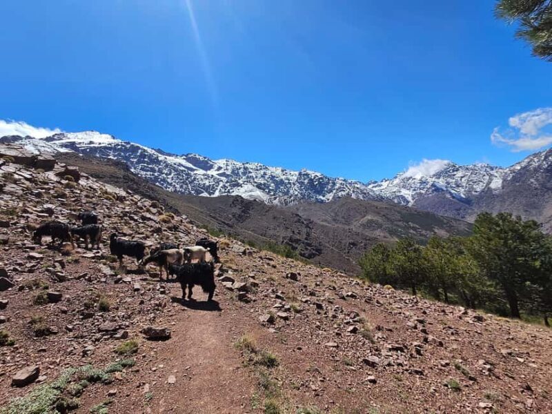 Toubkal Ascent Hike 2 Days 1 night in Atlas Mountains. - Who Should Consider This Tour?
