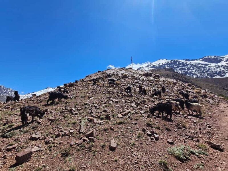 Toubkal Ascent Hike 2 Days 1 night in Atlas Mountains. - FAQ