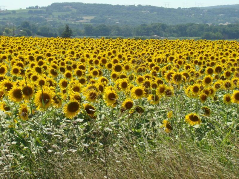 toulouse-to-carcassonne-albi-private-sightseeing-tour