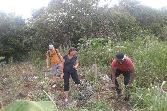 tour-a-jamaican-farm