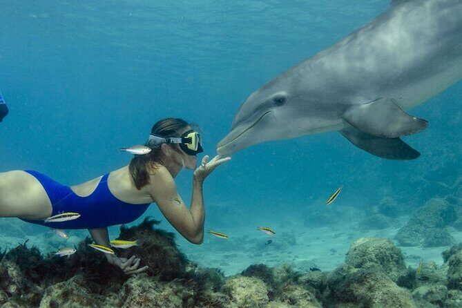Tour and Swimming at the Dolphin House in Hurghada - Key Points
