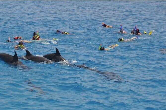 Tour and Swimming at the Dolphin House in Hurghada - Introduction to the Hurghada Dolphin House Tour