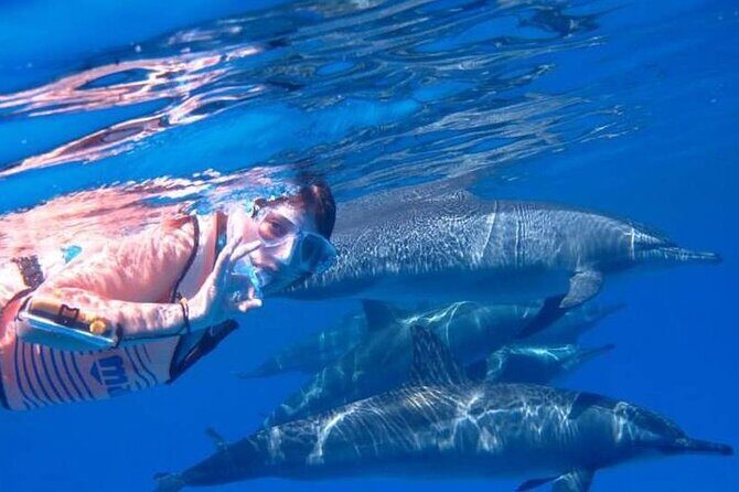 Tour and Swimming at the Dolphin House in Hurghada - Pricing and Value